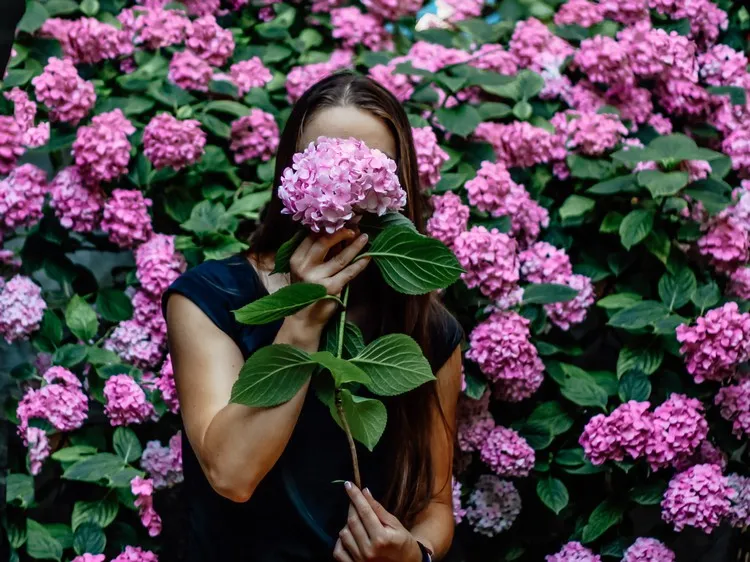 comment prendre soin de l'hortensia en période de canicule booster floraison apport engrais naturel