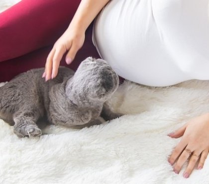 comment rester en bonne santé pendant la grossesse éviter les chats toxoplasmose