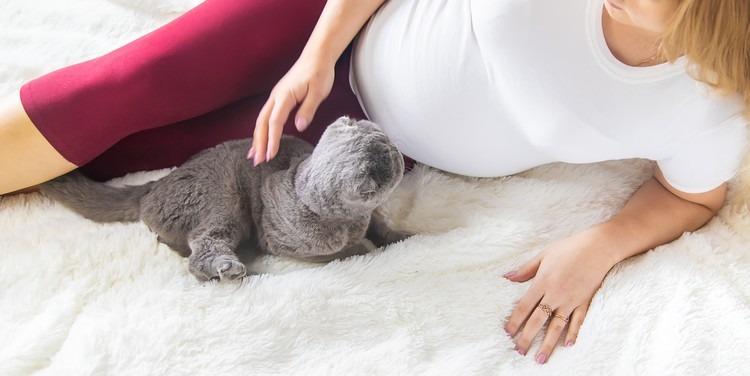 comment rester en bonne santé pendant la grossesse éviter les chats toxoplasmose