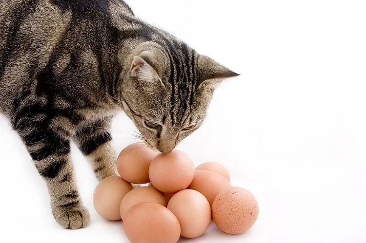 comment savoir si un œuf est périmé