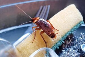 comment se débarrasser des cafards dans les canalisations la cuisine solutions naturelles astuces de grand-mère