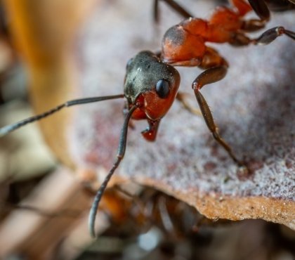 comment se débarrasser des fourmis avec du bicarbonate de soude