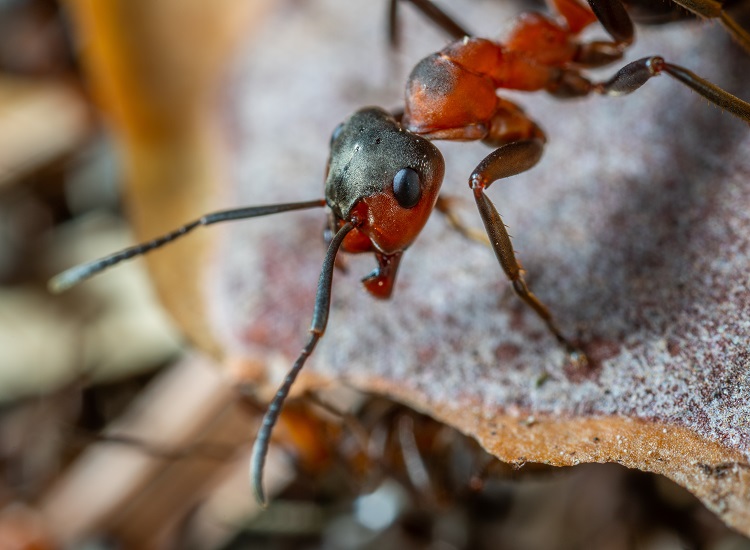 comment se débarrasser des fourmis avec du bicarbonate de soude