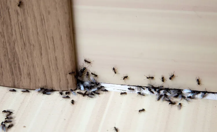 comment se débarrasser des fourmis dans la maison