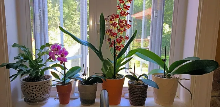 comment s’occuper d’une orchidée contempler rangée pots beauté fascinante