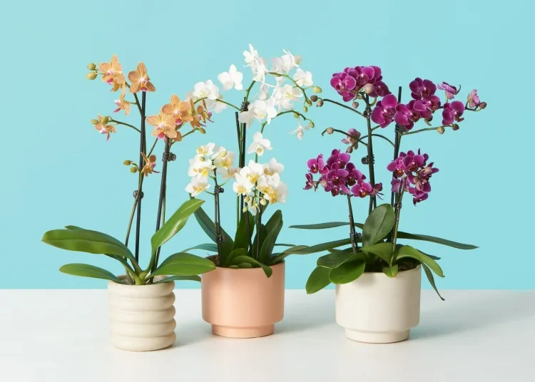 comment s’occuper d’une orchidée création hybrides résistants facilement trouver pépinières