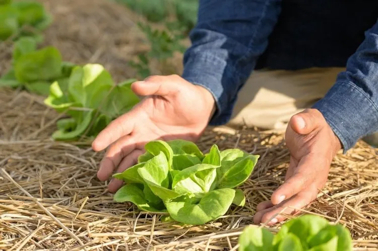 comment stimuler la croissance des salades vertes