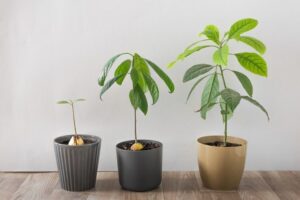 comment tailler avocatier en pot trucs et astuces