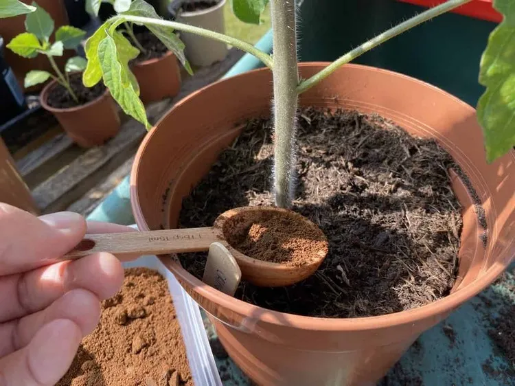 comment utiliser marc de café engrais tomate fertilisant naturel potager