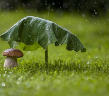 conseils pour protéger potager pluie forte