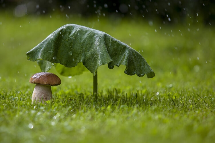 conseils pour protéger potager pluie forte