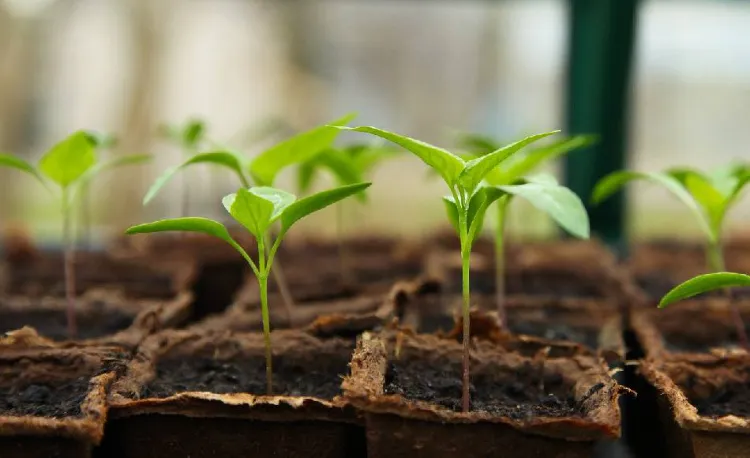 croissance des plantes avec du marc de café 2022