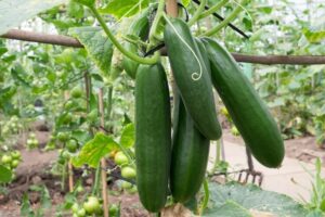 cultiver des concombres conserver congeler grande quantité recettes cornichons