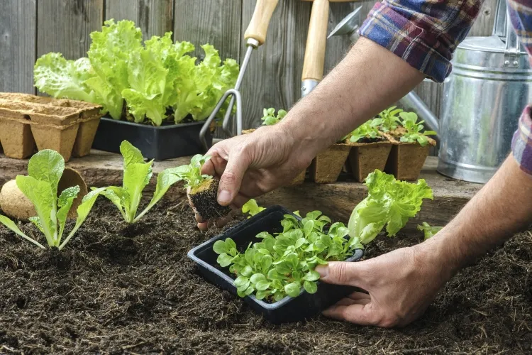 cultiver des salades comment faire croissance rapide
