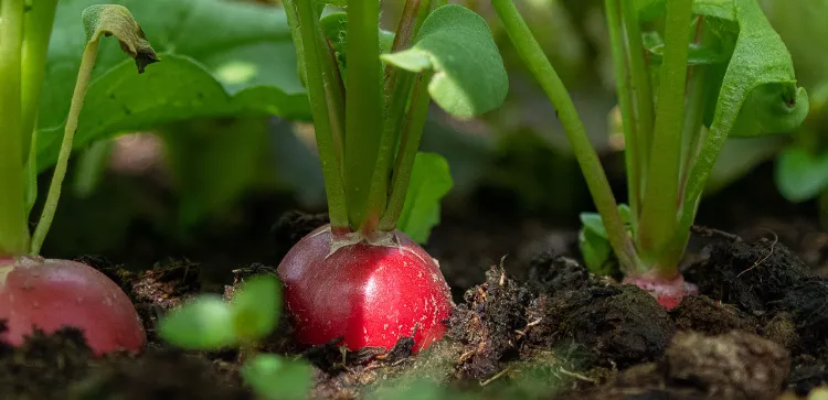 culture des radis pour stimuler la croissance des courgettes 2022