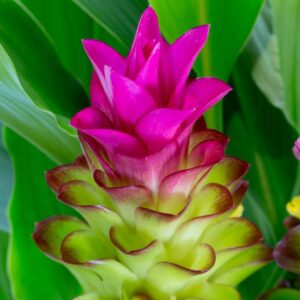 curcuma plante toxique chat