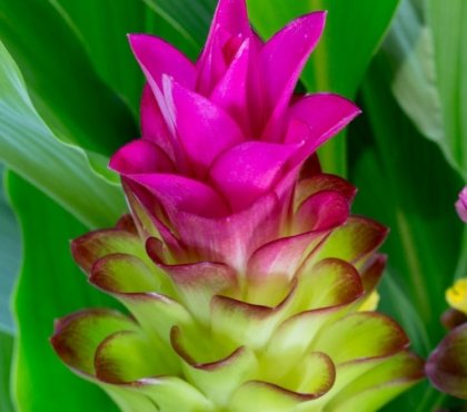 curcuma plante toxique chat