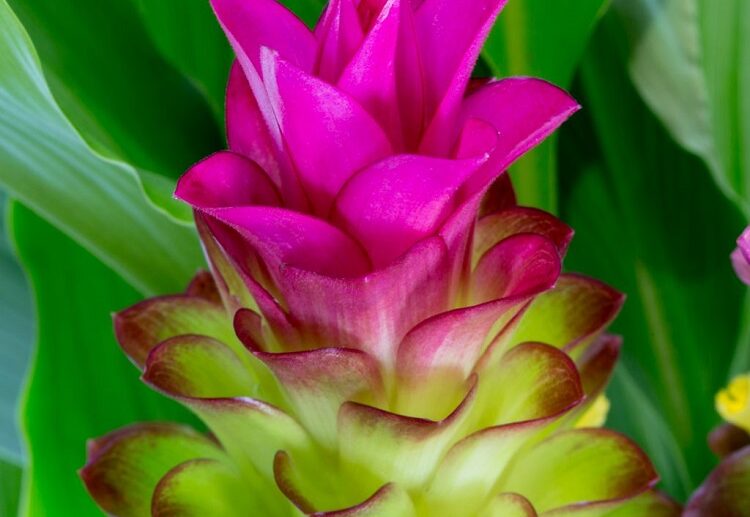 curcuma plante toxique chat