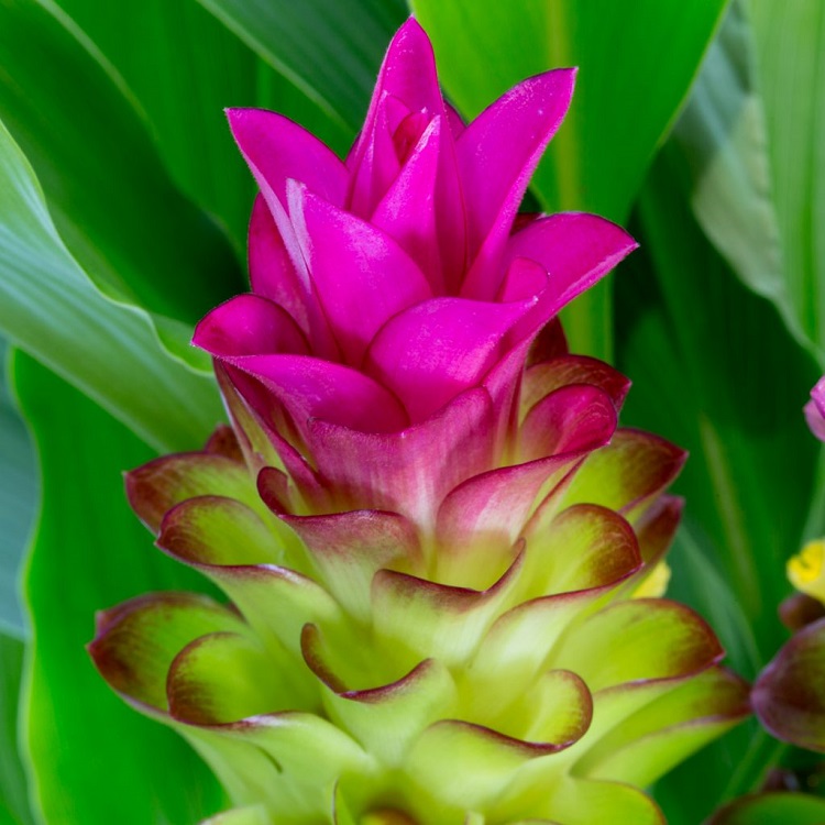 Plante curcuma en pot - Comment entretenir l'espèce tropicale pour profiter  de ses rhizomes ?