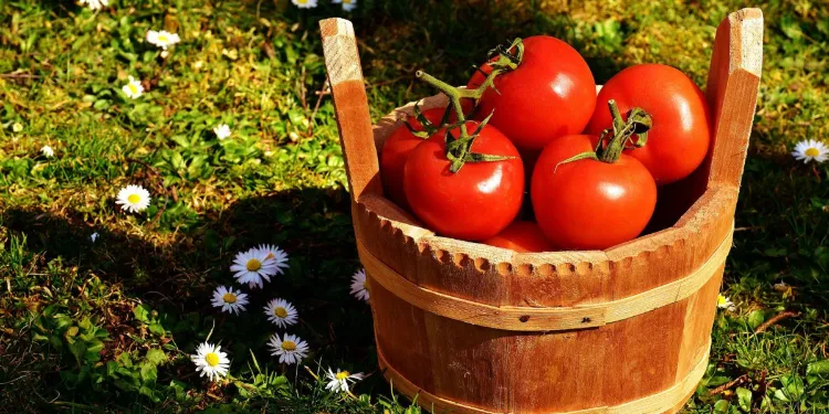 des tomates à planter au mois de juin 2022