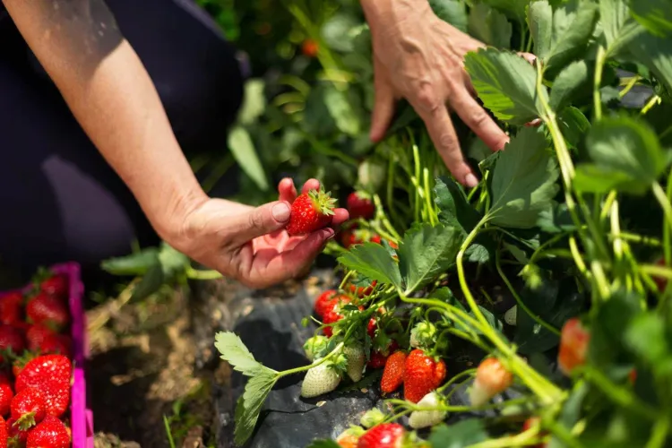 engrais liquide spécial fraises pour augmenter le rendement de fraises culture fraisiers 2022