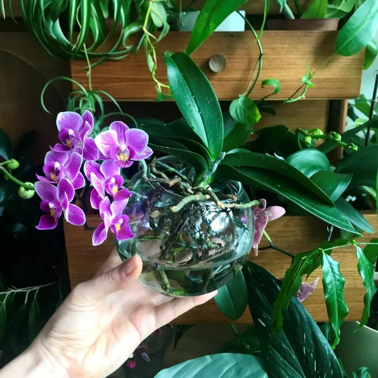entretenir orchidée éviter trop arroser éviter pourriture racines