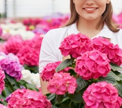 entretenir un hortensia correctement stimuler floraison où placer