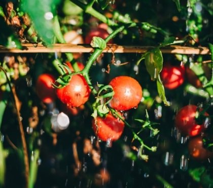entretien tomates pluie au potager quels risques apparition maladies tomates