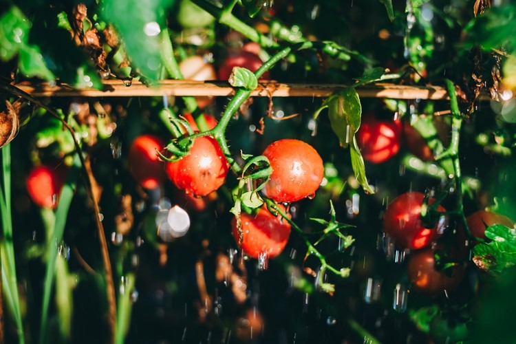 entretien tomates pluie au potager quels risques apparition maladies tomates