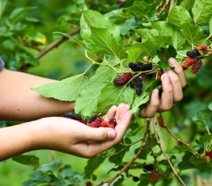 faut-il tailler le mûrier pour augmenter la récolte