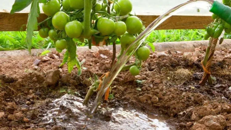 fiche arrosage tomate quelle fréquence comment réussir combien eau utiliser