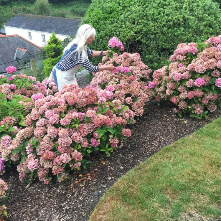 floraison hortensia besoin humidité constante saison croissance