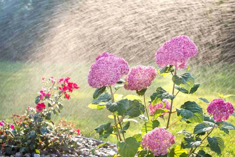 floraison hortensia temps particulièrement chaud augmenter quantité eau