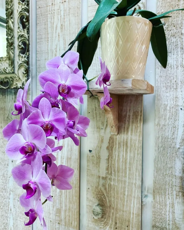floraison orchidée plante pot environnement domestique typique