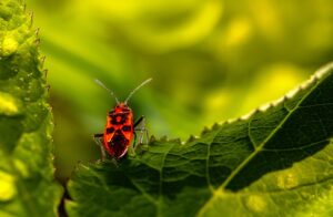 gendarmes dans le jardin