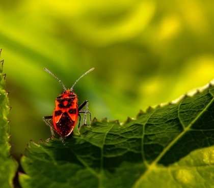 gendarmes dans le jardin