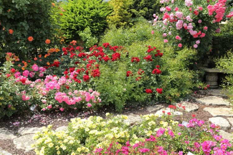 géraniums vivaces et roses belle association 2022