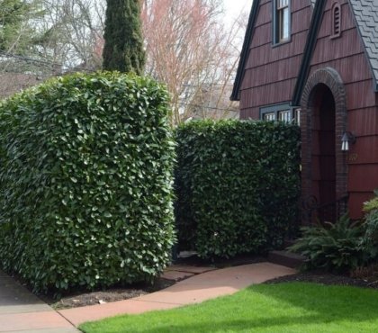 haie naturelle clôture végétale décorative brise vue anti bruit infranchissable