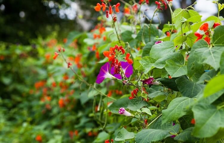 haricot d Espagne Phaseolus coccineus fiche culture jardin ornement