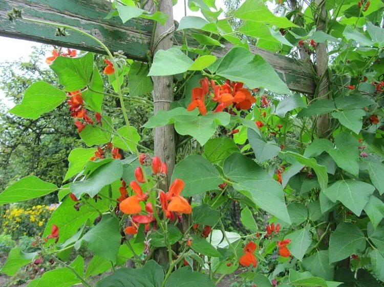 Hoja de cultivo comestible decorativa de fríjol Phaseolus coccineus