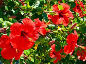 hibiscus de jardin persistant entretien