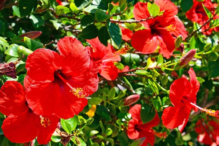 hibiscus de jardin persistant entretien