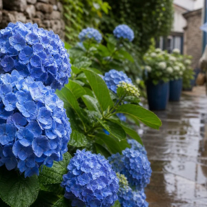 hortensia entretien noyé pluie agir vite soigner éviter apparition maladies