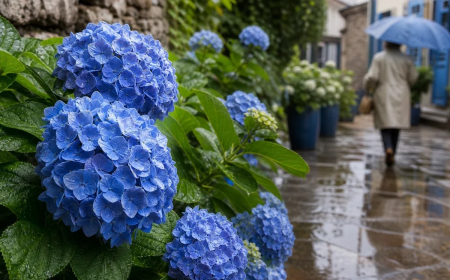 hortensia entretien noyé pluie agir vite soigner éviter apparition maladies