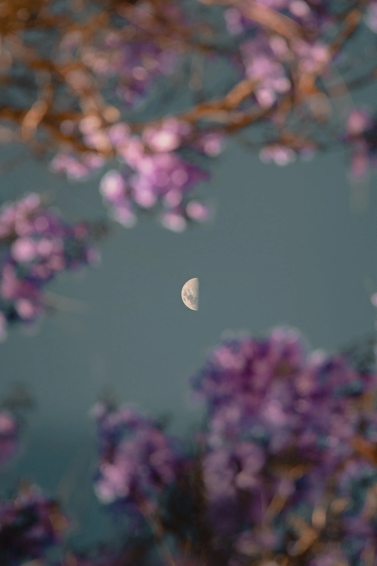 jardiner avec la lune