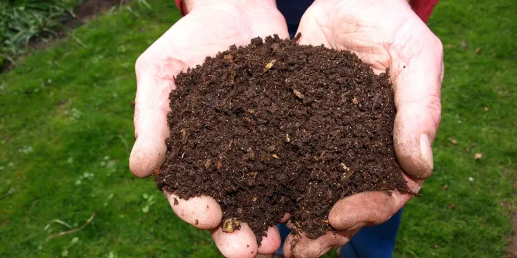 le compost bonne option paillage potager 2022