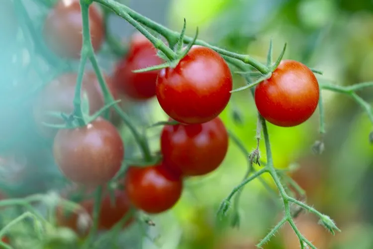 le marc de café est il bon pour les tomates engrais naturel jardin potager