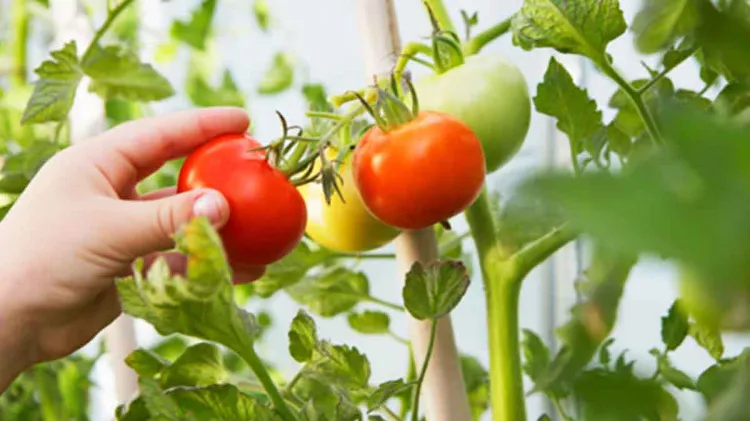 le meilleur engrais pour faire pousser plus vite les tomates 2022