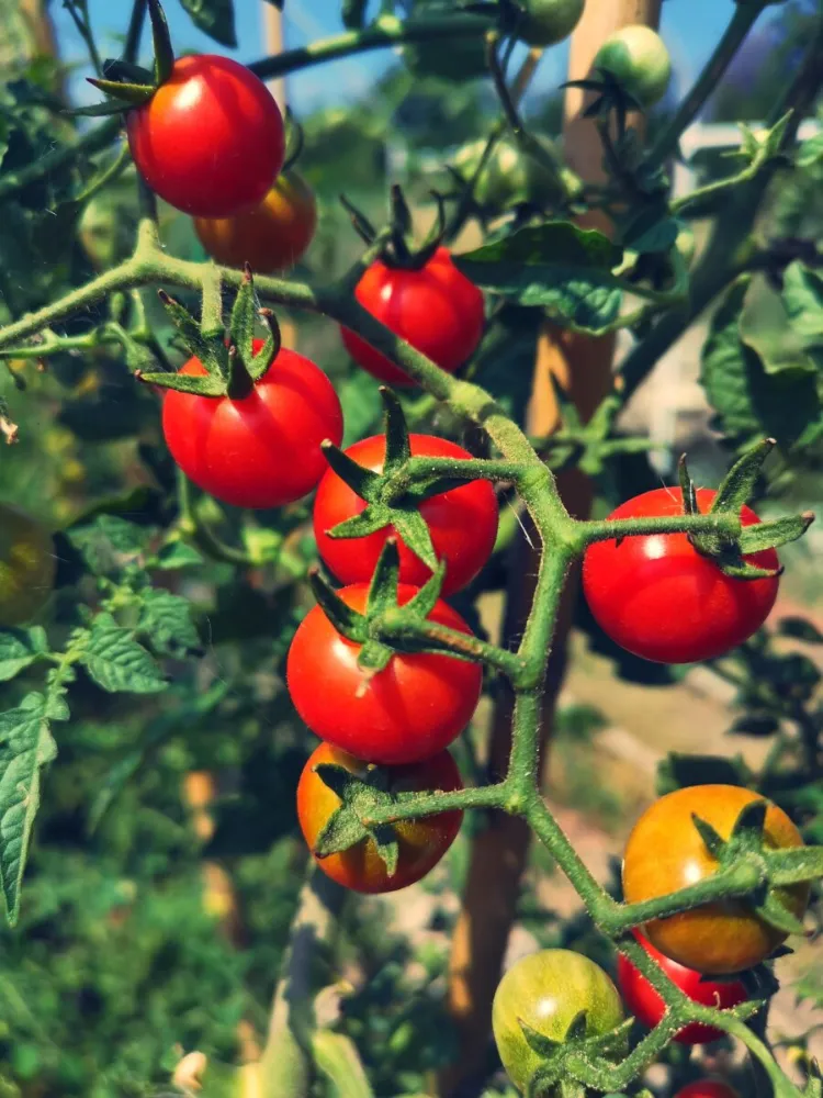 les bases pour faire pousser les tomates rapidement 2022