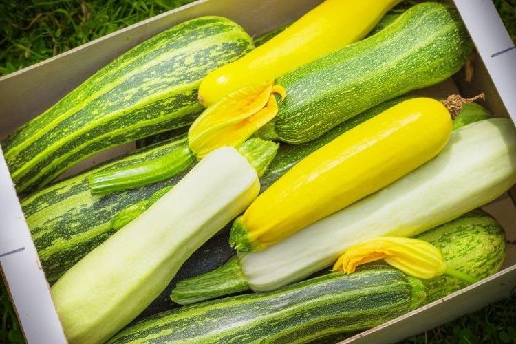 les bienfaits de la courgette en 2022